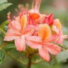 100 PCS Seeds Mixed Japanese azalea 100 PCS Seeds Mixed Japanese azalea