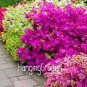 100 PCS Seeds Mixed Japanese azalea