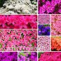 100 PCS Seeds Mixed Japanese azalea