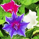 50 PCS Seeds Mixed Kikyo-zaki Morning Glory 50 PCS Seeds Mixed Kikyo-zaki Morning Glory
