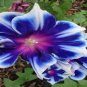 50 PCS Seeds Mixed Kikyo-zaki Morning Glory