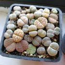 1000 PCS Seeds Mixed Many Types of Lithop Seeds Living Stones Rich Colorful 1000 PCS Seeds Mixed Many Types of Lithop Seeds Living Stones Rich Colorful