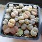 1000 PCS Seeds Mixed Many Types of Lithop Seeds Living Stones Rich Colorful