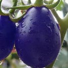 100 PCS Seeds Mixed Pear-shaped and Round Purple Cherry Tomato