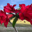 2 PCS Seeds Mixed Pink & Crimson Red Adenium Desert Rose 2 PCS Seeds Mixed Pink & Crimson Red Adenium Desert Rose