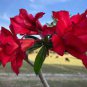 2 PCS Seeds Mixed Pink & Crimson Red Adenium Desert Rose