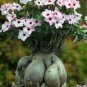 2 PCS Seeds Mixed Pink & Crimson Red Adenium Desert Rose