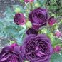 50 PCS Seeds Mixed Purple Blue Big Blooming Climbing Rose Shrub