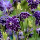 50 PCS Seeds Mixed Purple Green White Red Columbine Double Flowers 50 PCS Seeds Mixed Purple Green White Red Columbine Double Flowers