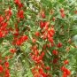 50 PCS Seeds Mixed Qinhai Black & Red Ningxia Gogi Wolfberry