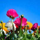 25 PCS Seeds Mixed Ranunculus Asiaticus Beautiful Persian Buttercup Plants 25 PCS Seeds Mixed Ranunculus Asiaticus Beautiful Persian Buttercup Plants