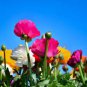 25 PCS Seeds Mixed Ranunculus Asiaticus Beautiful Persian Buttercup Plants