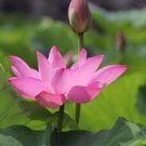 7 PCS Seeds Mixed Red Pink Nelumbo Nucifera Lotus Flower Laritek