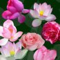 7 PCS Seeds Mixed Red Pink Nelumbo Nucifera Lotus Flower Laritek