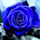 50 PCS Seeds Mixed Rose 4 Types of Blue Black Purple Blue Rose Flowers