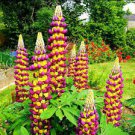 10 PCS Seeds MIXED RUSSELL LUPINE Lupinus Polyphyllus Flower 10 PCS Seeds MIXED RUSSELL LUPINE Lupinus Polyphyllus Flower