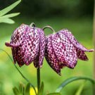 100 PCS Seeds Mixed Snake's Head Persian Fritillary Bonsai Fritillaria Meleagris Mixture Bonsai