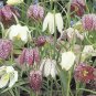 100 PCS Seeds Mixed Snake's Head Persian Fritillary Bonsai Fritillaria Meleagris Mixture Bonsai