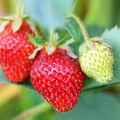 100 PCS Seeds Mixed Strawberry Seeds Black Blue Giant Red Purple