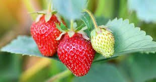 100 PCS Seeds Mixed Strawberry Seeds Black Blue Giant Red Purple