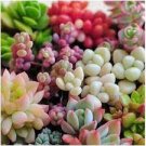 100 PCS Seeds MIXED Succulent Bonsai 100 PCS Seeds MIXED Succulent Bonsai