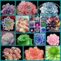 100 PCS Seeds MIXED Succulent Bonsai