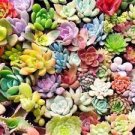 30 PCS Seeds Mixed Succulents Rare Plant