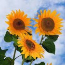 100 PCS Seeds Mixed Sunflower