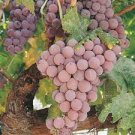 15 PCS Seeds Mixed Sweet Seedless Grape Fruits 15 PCS Seeds Mixed Sweet Seedless Grape Fruits