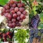 15 PCS Seeds Mixed Sweet Seedless Grape Fruits