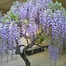 4 PCS Seeds Mixed wisteria seeds bonsai wisteria flower 4 PCS Seeds Mixed wisteria seeds bonsai wisteria flower