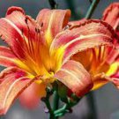 200 PCS Seeds Mixed Tawny Daylily 200 PCS Seeds Mixed Tawny Daylily