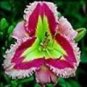 200 PCS Seeds Mixed Tawny Daylily