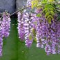 10 PCS Seeds Mixed Wisteria Seeds Climbing Rattan Wisteria Flower Planting