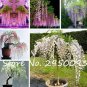 10 PCS Seeds Mixed Wisteria Seeds Climbing Rattan Wisteria Flower Planting