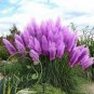 100 PCS Seeds Mixed Yellow Purple Pampas Grass Seeds Ornamental Garden Planting