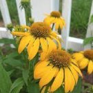 100 PCS Seeds Mixed Yellow Red Rose Red Echinacea Coneflower 100 PCS Seeds Mixed Yellow Red Rose Red Echinacea Coneflower