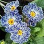 200 PCS Seeds Mixed Zebra Evening Primrose Plants