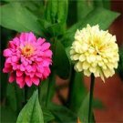 200 PCS Seeds Mixed Zinnia Bonsai Pretty Pastel Colors Perennial Bonsai for Home Garden