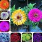 200 PCS Seeds Mixed Zinnia Bonsai Pretty Pastel Colors Perennial Bonsai for Home Garden