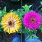 200 PCS Seeds Mixed Zinnia Bonsai Pretty Pastel Colors Perennial Bonsai for Home Garden