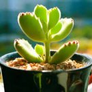 100 PCS Seeds Monanthes Polyphylla Seeds One Flowered House Leek Dwarf Crassula Bonsai Succulent
