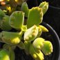 100 PCS Seeds Monanthes Polyphylla Seeds One Flowered House Leek Dwarf Crassula Bonsai Succulent