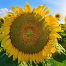 15 PCS Seeds Mongolian Giant Sunflower 15 PCS Seeds Mongolian Giant Sunflower
