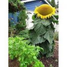 20 PCS Seeds Mongolian Giant Sunflower 20 PCS Seeds Mongolian Giant Sunflower