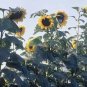 20 PCS Seeds Mongolian Giant Sunflower