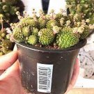 100 PCS Seeds Monanthes Polyphylla Seeds One Flowered House Leek Dwarf Crassula Bonsai Succulent