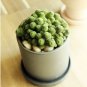 100 PCS Seeds Monanthes Polyphylla Seeds One Flowered House Leek Dwarf Crassula Bonsai Succulent