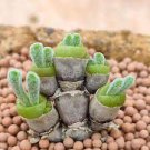 100 PCS Seeds Monilaria Moniliformem Bonsai