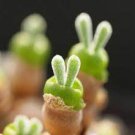 10 PCS Seeds Monilaria obconica Seeds lovely green rabbit ears succulent bonsai plant seeds 10 PCS Seeds Monilaria obconica Seeds lovely green rabbit ears succulent bonsai plant seeds